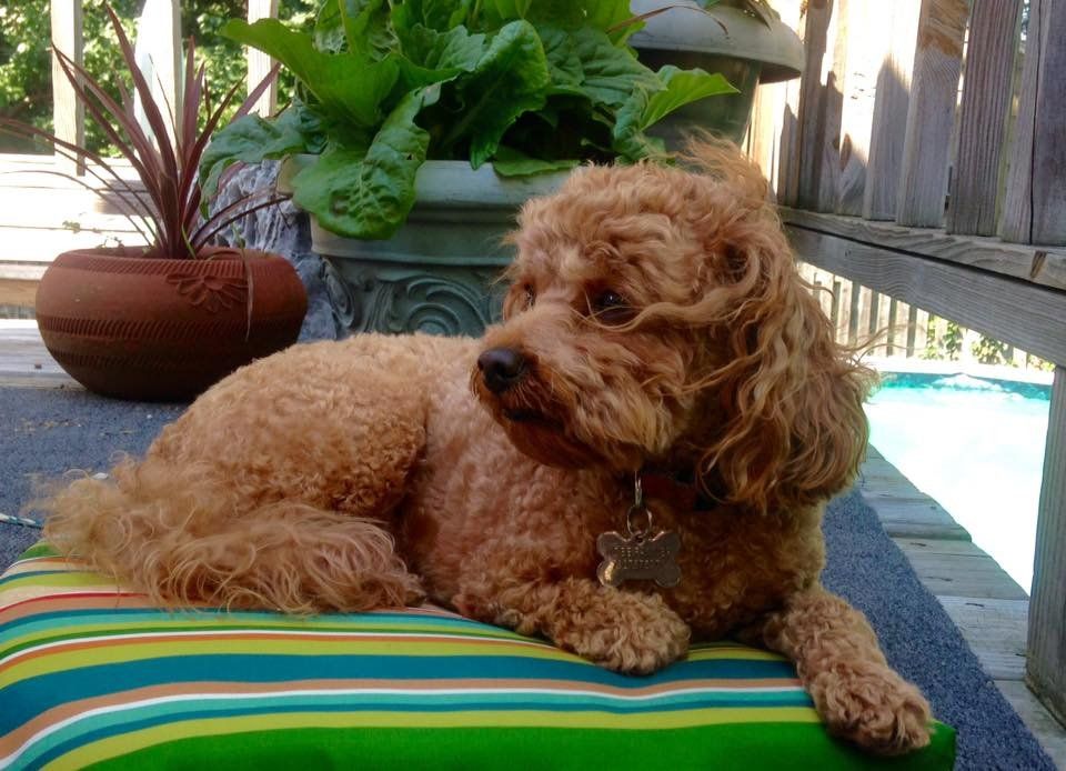 A small brown dog is laying on a striped pillow next to a pool.