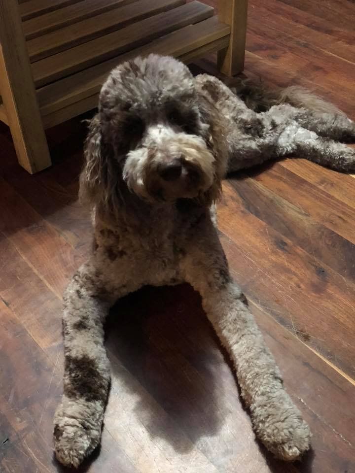 A small dog is laying on a wooden floor.