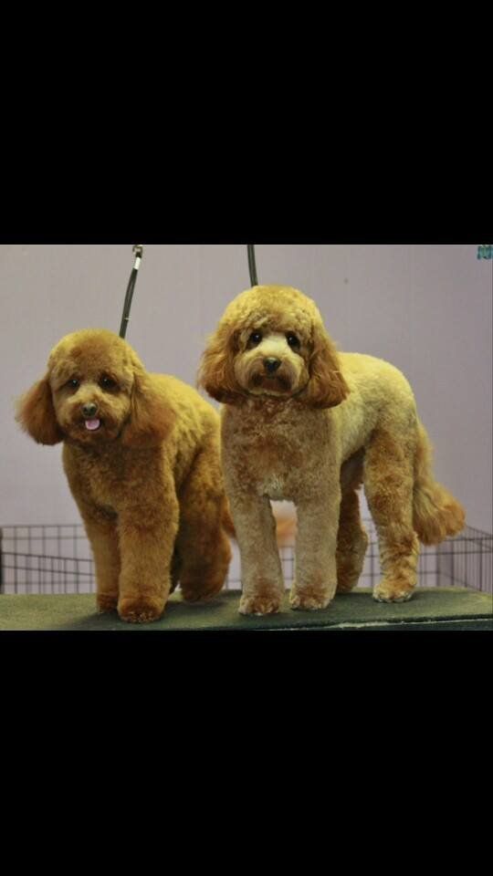 Two small brown dogs are standing next to each other on a table.