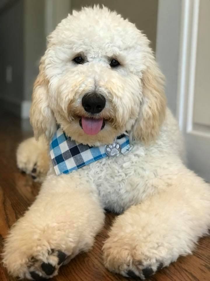 A small white dog wearing a blue and white plaid bandana is laying on the floor.