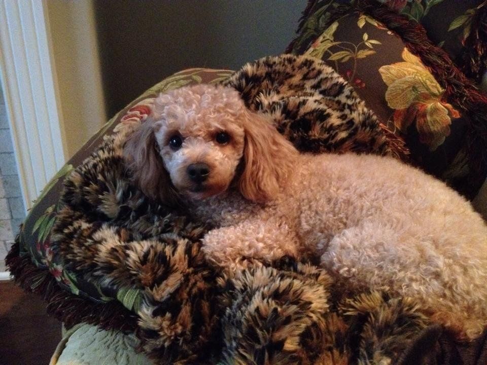 A small poodle is laying on a couch with a leopard print blanket.