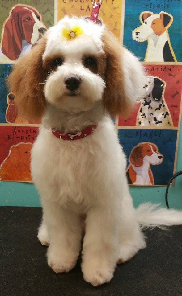 A small brown and white dog with a flower in its hair is sitting on a table.
