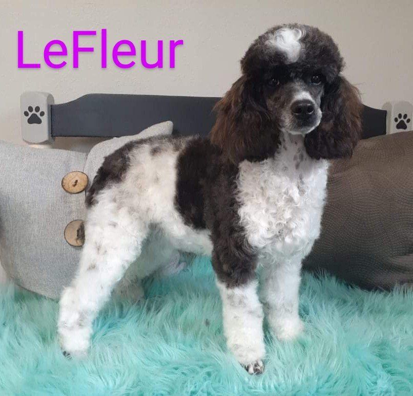 Petit Jean Puppies Goldendoodles, Cavapoos & Cavapoochons