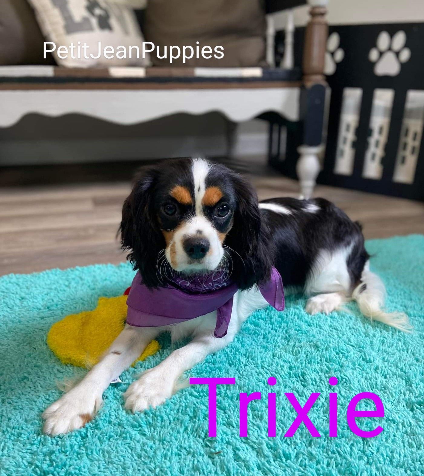 Petit Jean Puppies Goldendoodles, Cavapoos & Cavapoochons