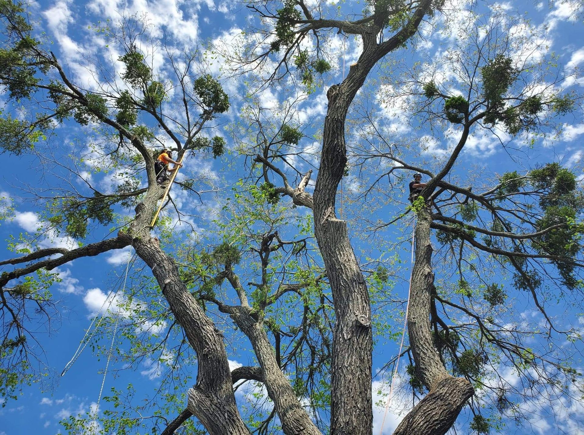 Tree Service in McKinney, TX