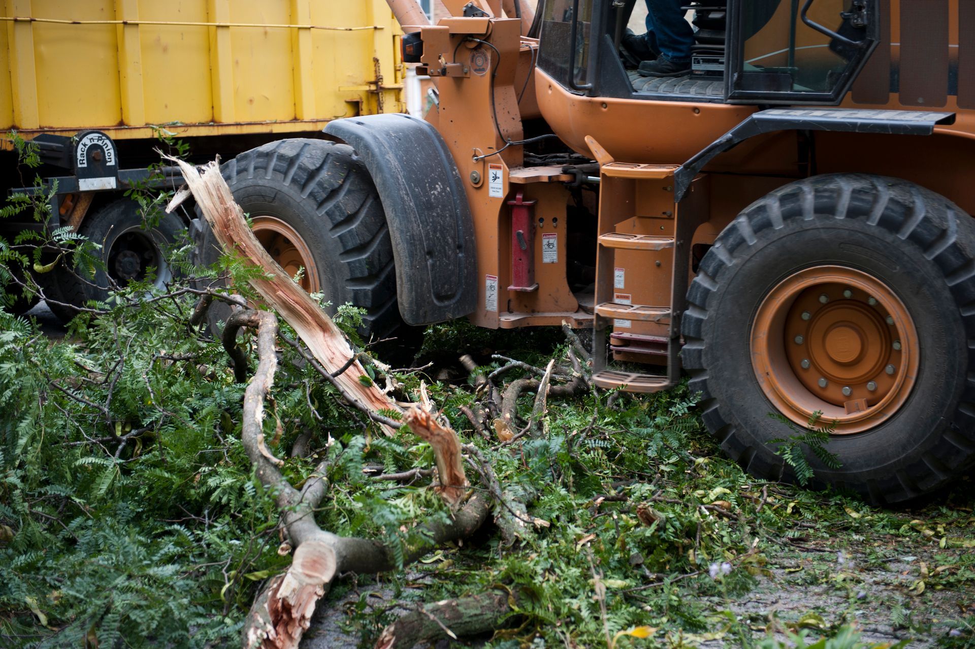 Tree Removal in Farmersville, TX