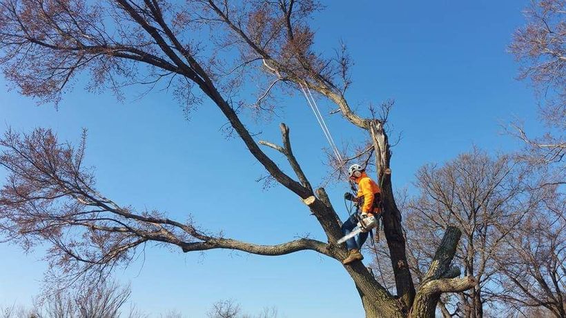 Farmersville Tree Services