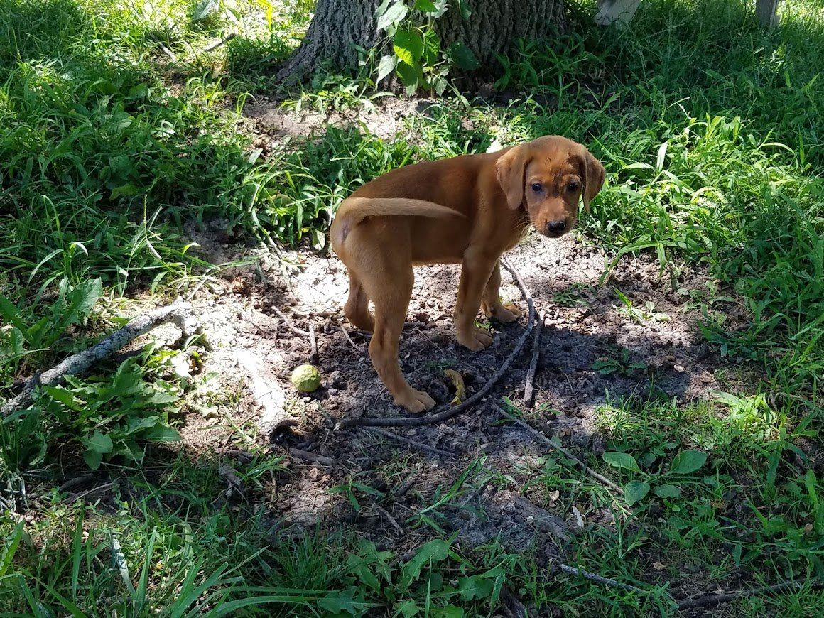 Pointing Labs of Nebraska Puppy