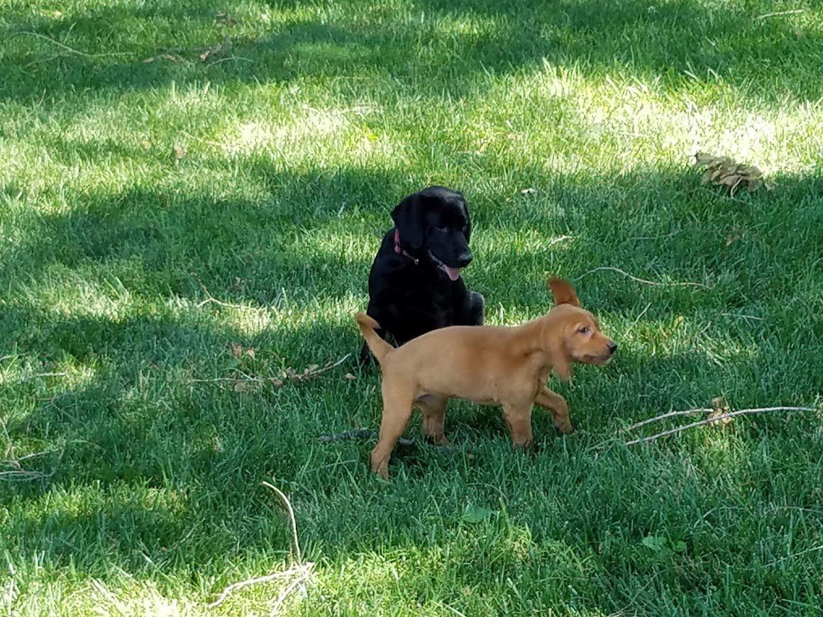 pointing lab puppies