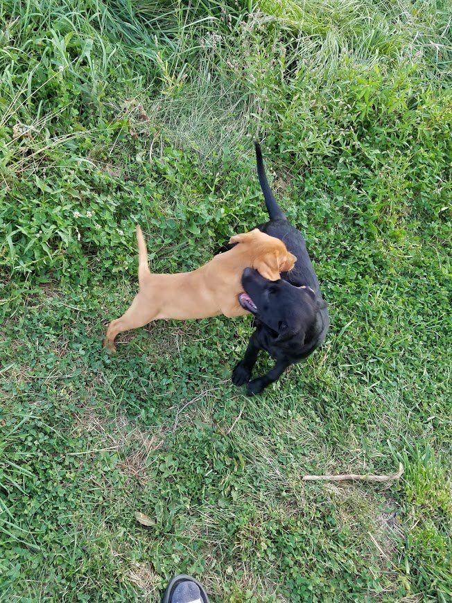 Labrador puppies