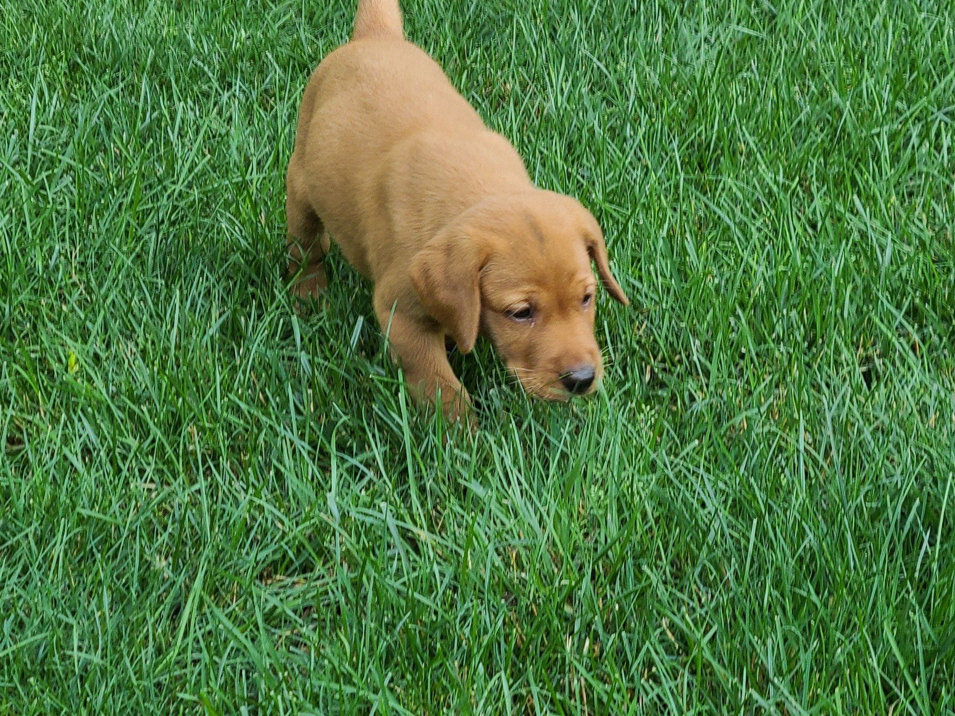 yellow lab puppy