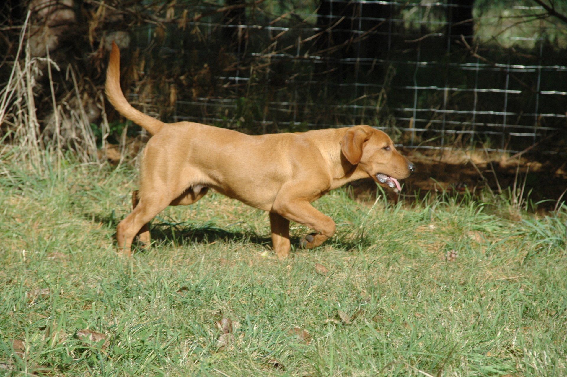 Gallery of Pointing Labs and Puppies from our Kennel