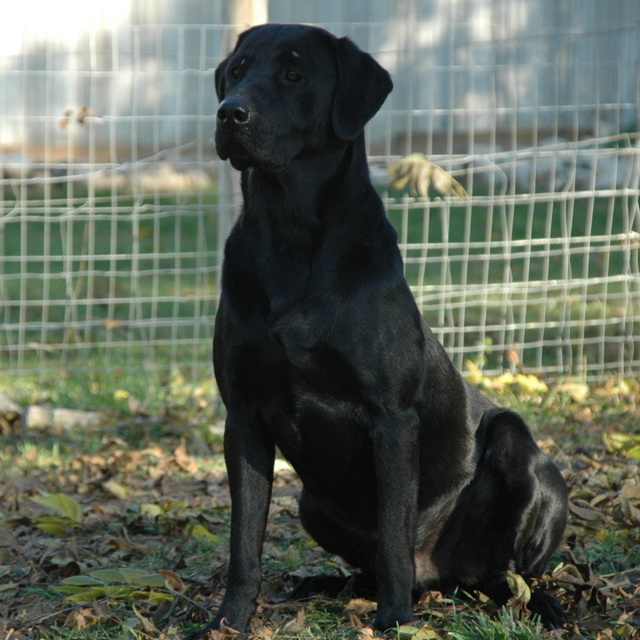 black pointing lab