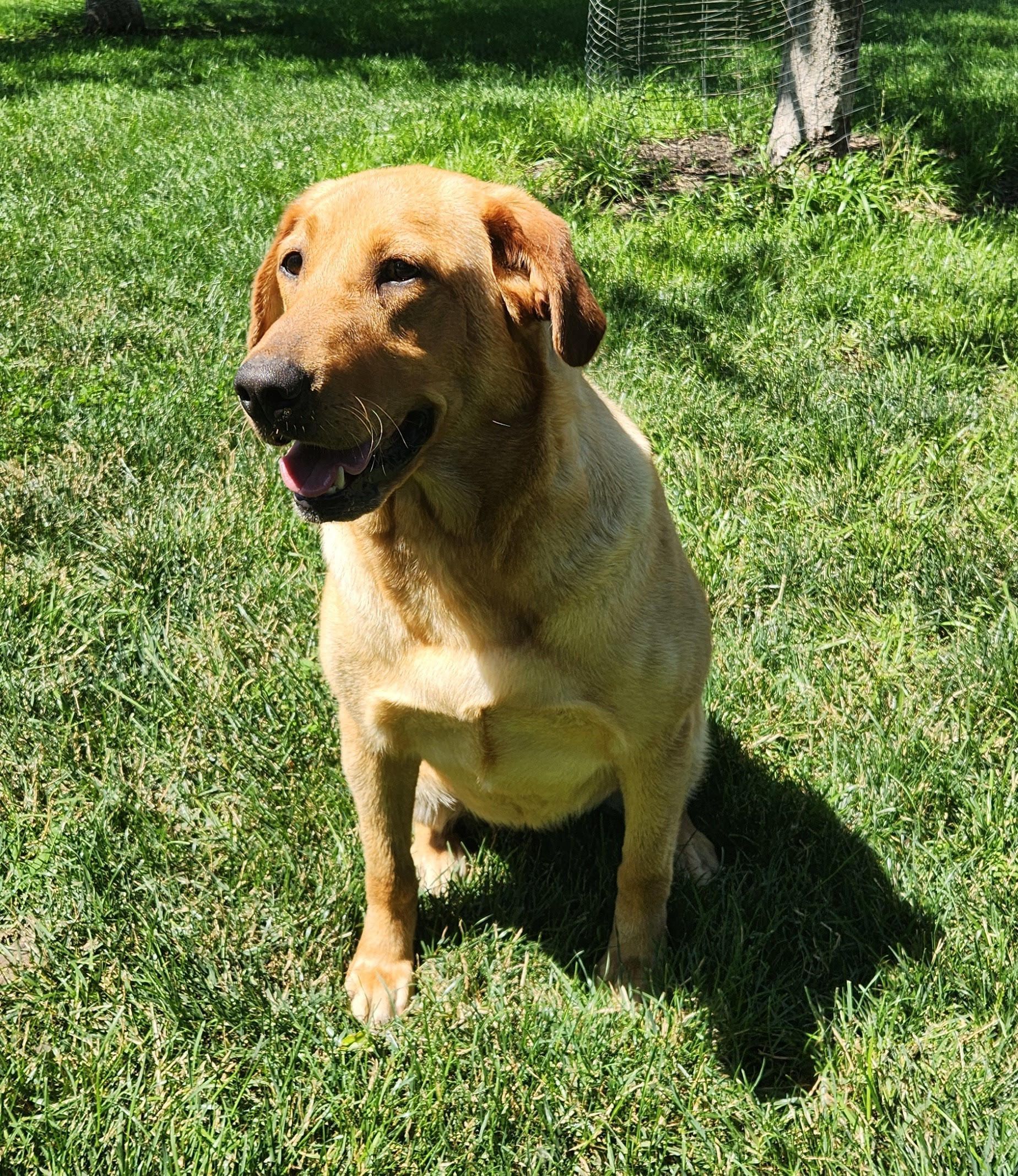 Yellow Pointing Lab