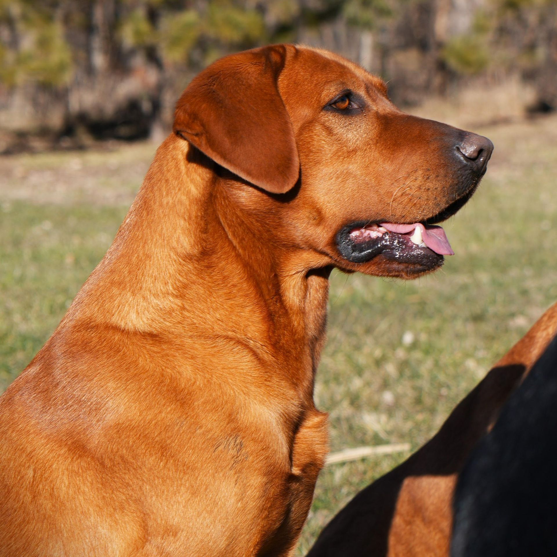 red lab