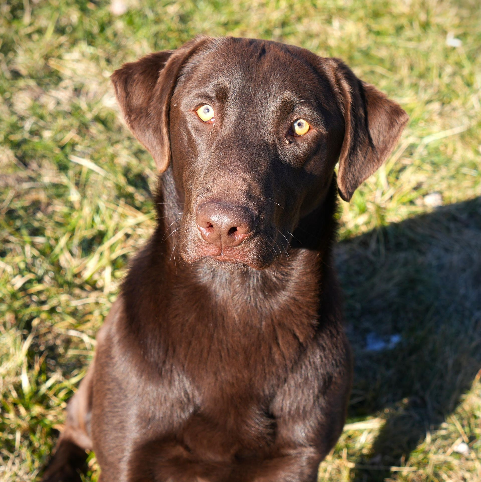 female black lab