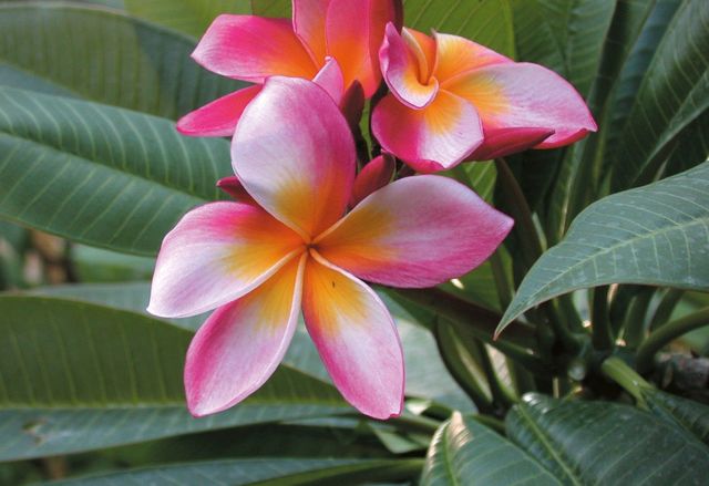 Pianta Di Frangipani (Plumeria) Bianca – Pomelia Palermitana – Albero Da Esterno