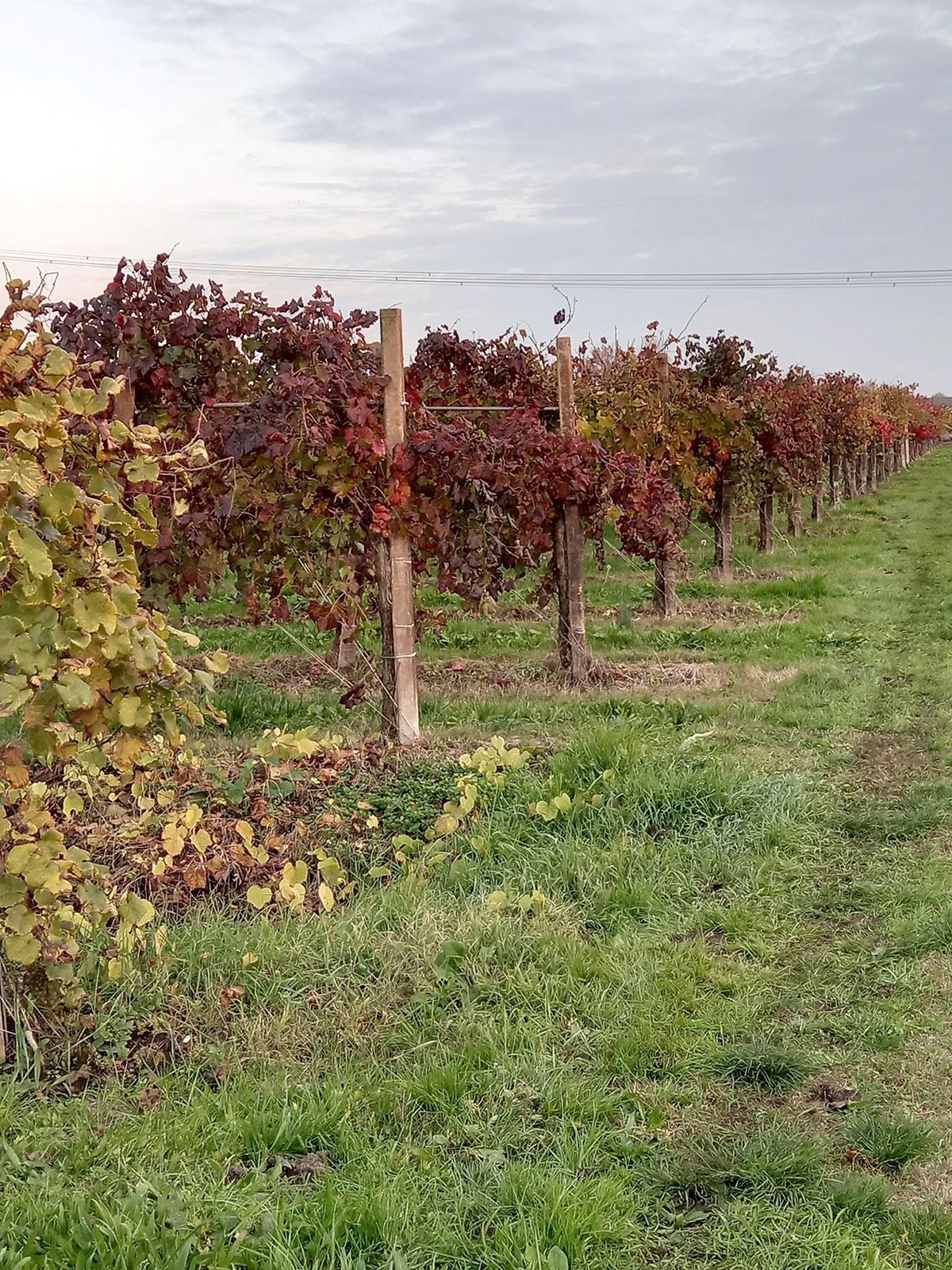 vigneti gris in autunno