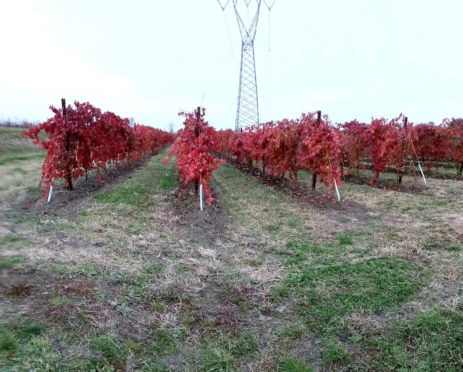vigneti vino rosso in autunno