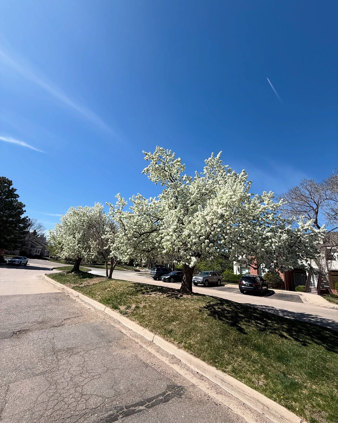 Flowering trees line a street under a clear blue sky.
