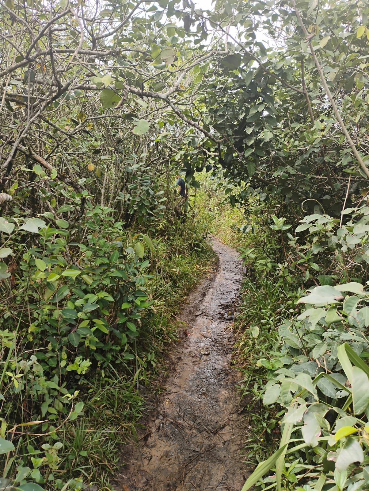 Caminho lamacento em meio a uma vegetação verdejante.