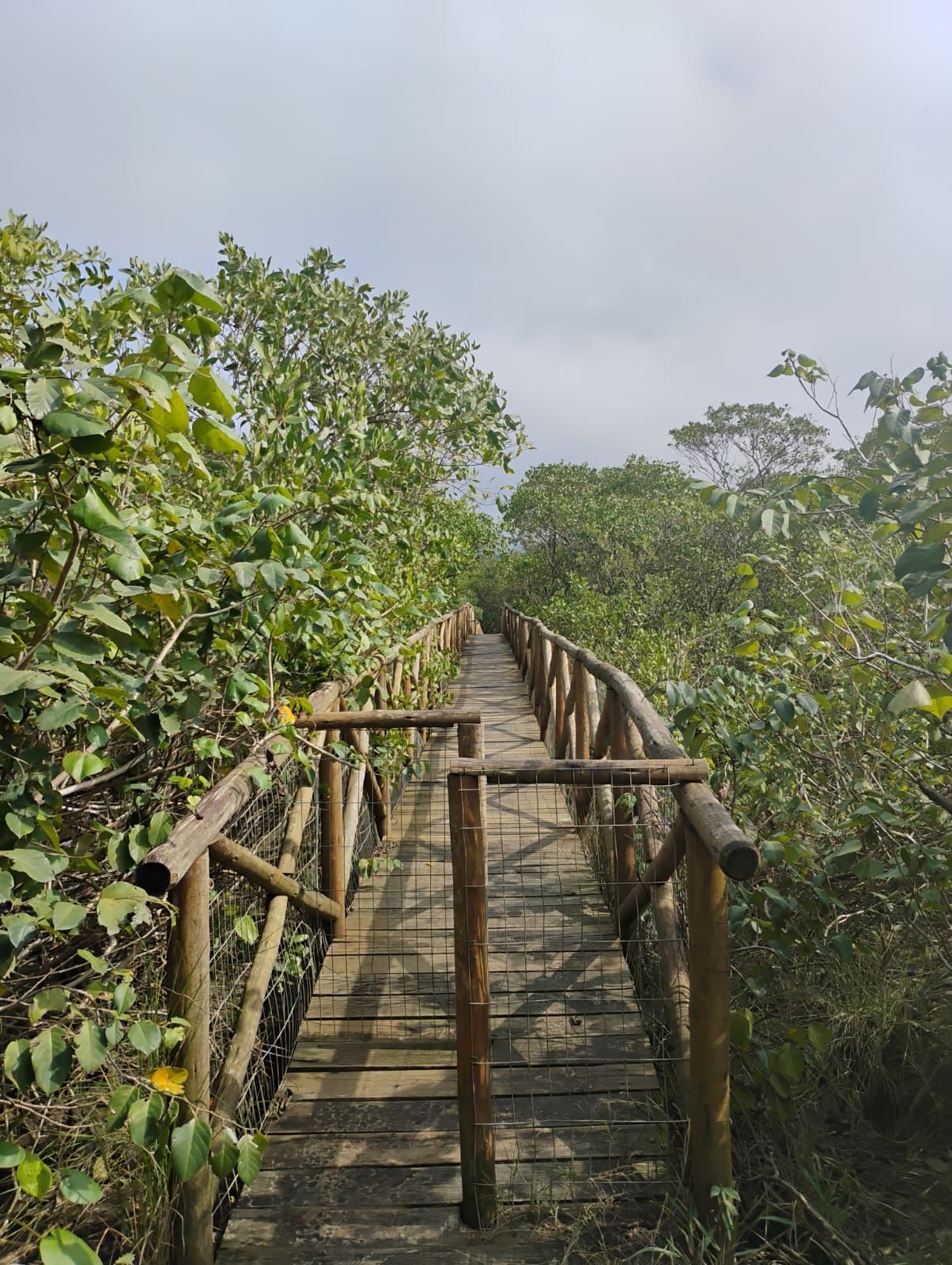 Calçadão de madeira em meio a uma vegetação verdejante sob um céu nublado.