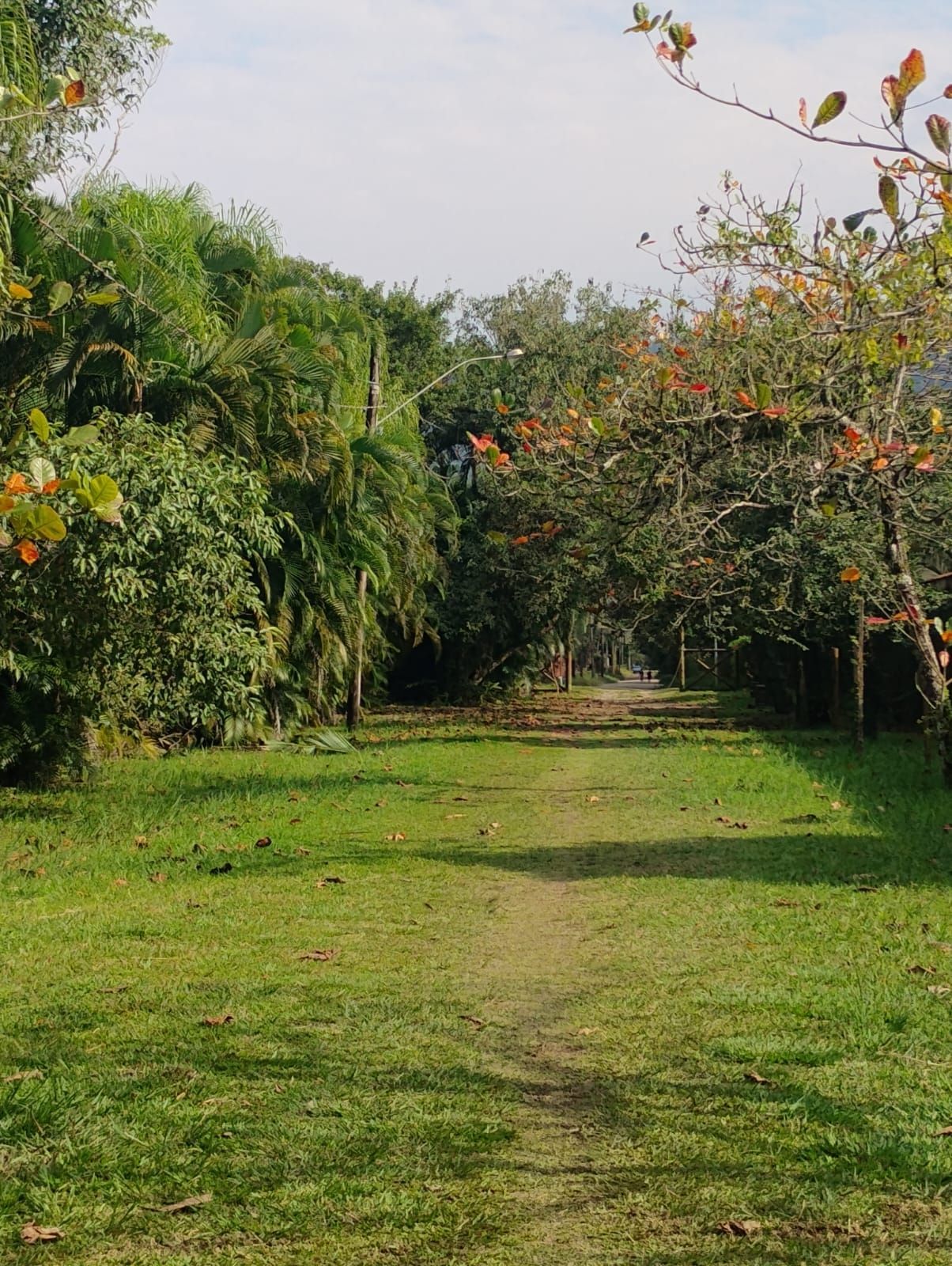 Caminho gramado através de um parque arborizado; céu claro acima.
