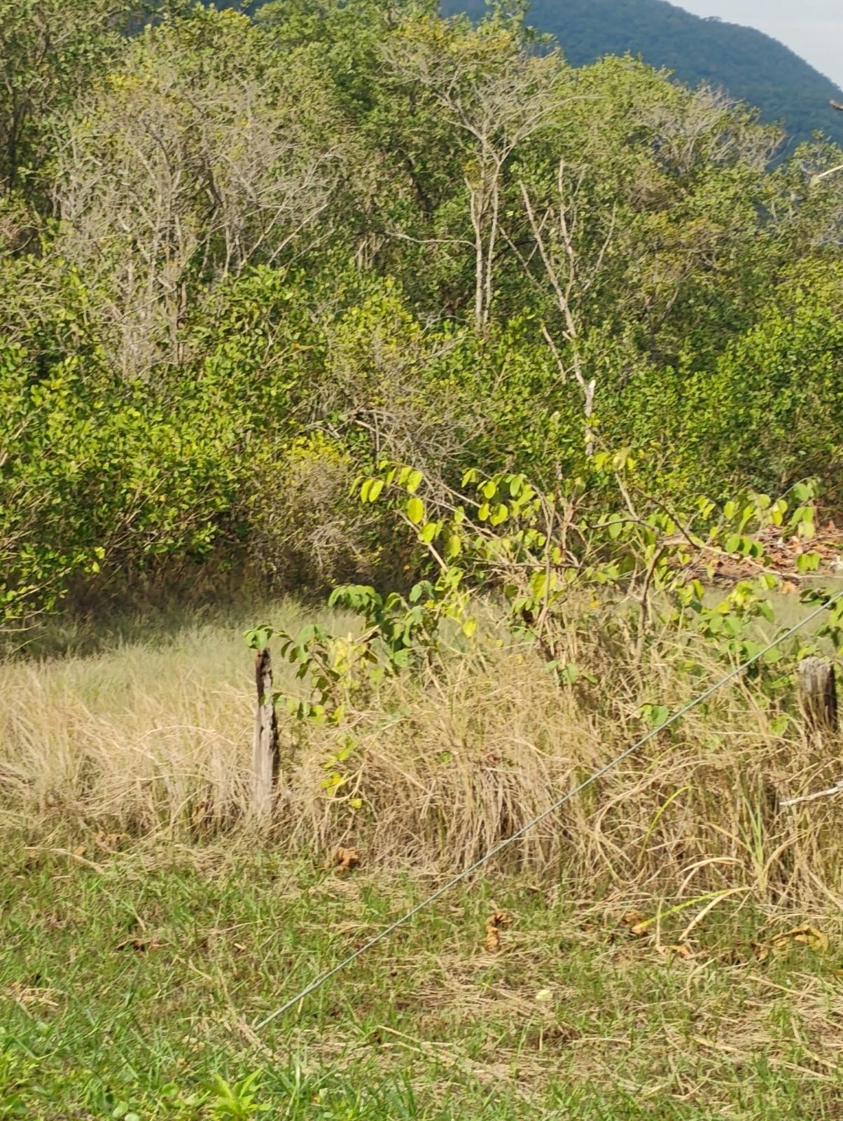 Primeiro plano gramado com uma cerca desgastada e folhagem seca, levando a uma floresta verdejante sob um céu ensolarado.