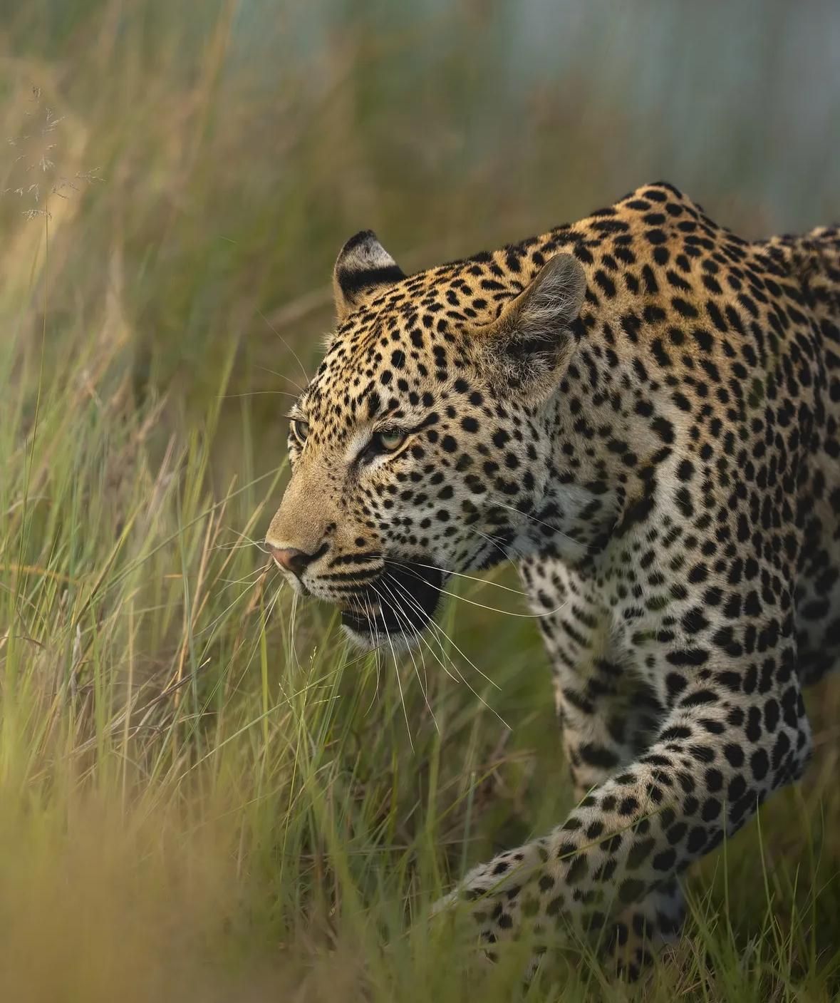 Explore the wildlife safari with Gorilla Explorers