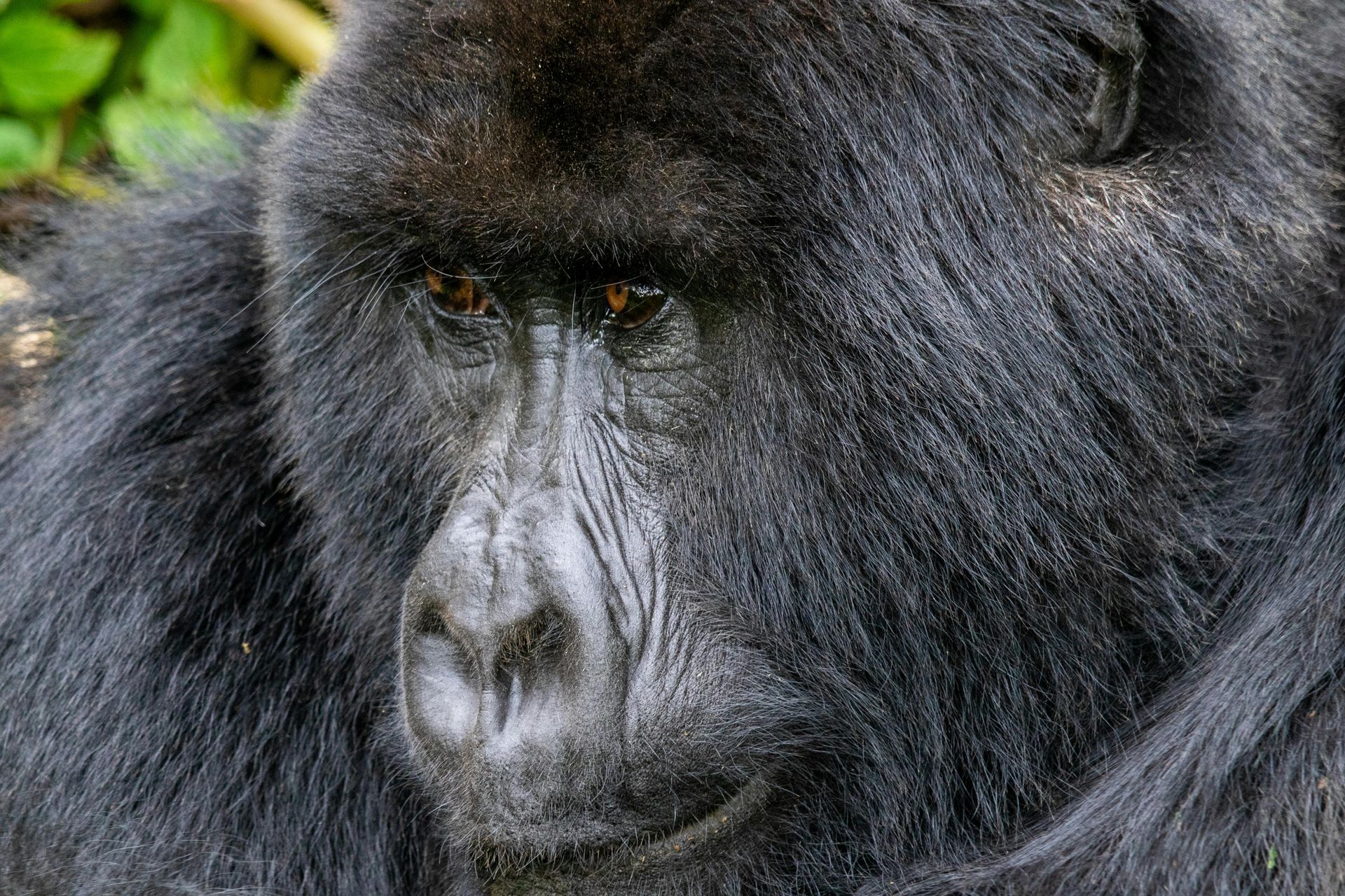 Gorilla in Mgahinga