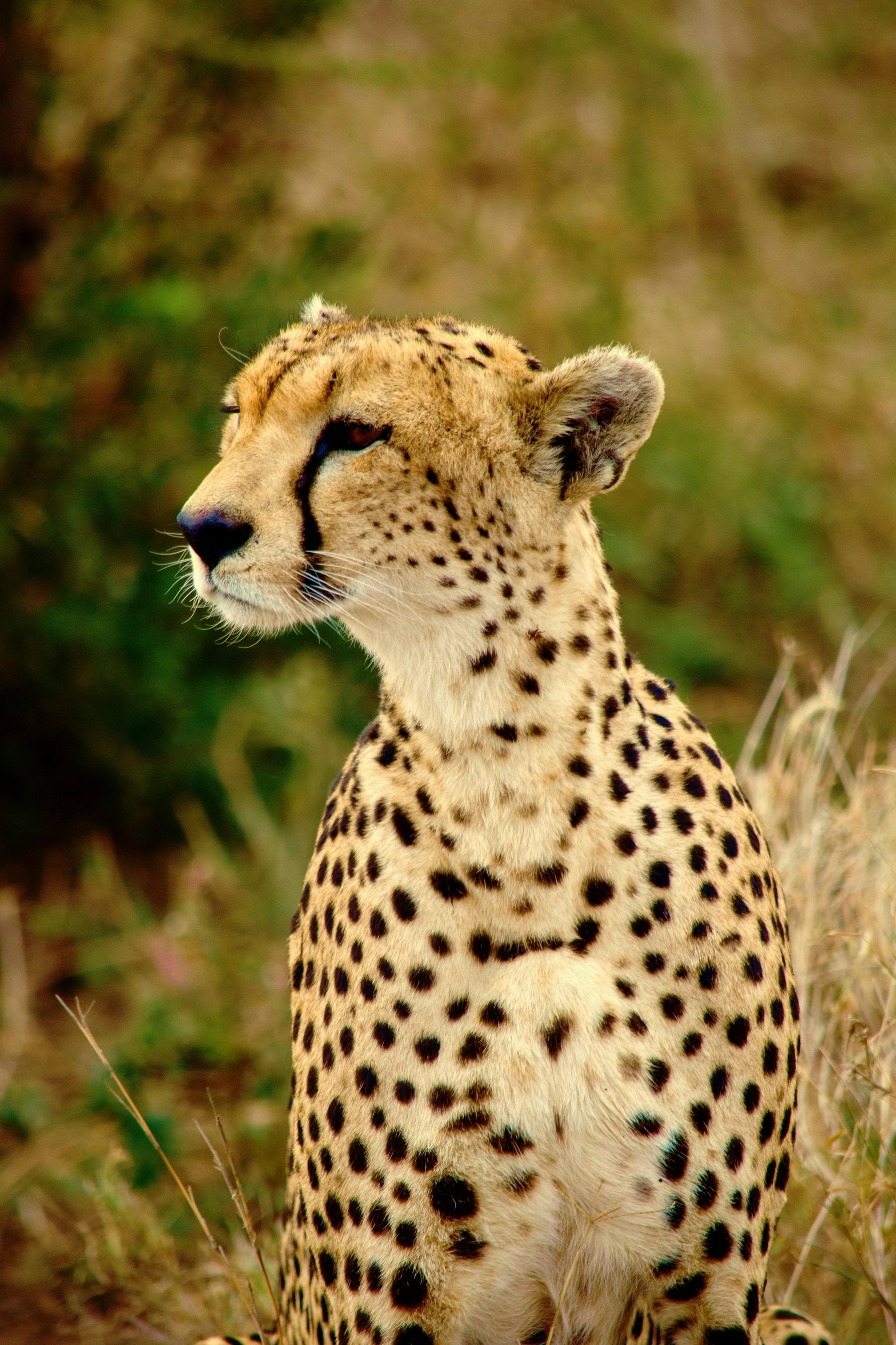 A cheetah in Serengeti National Park