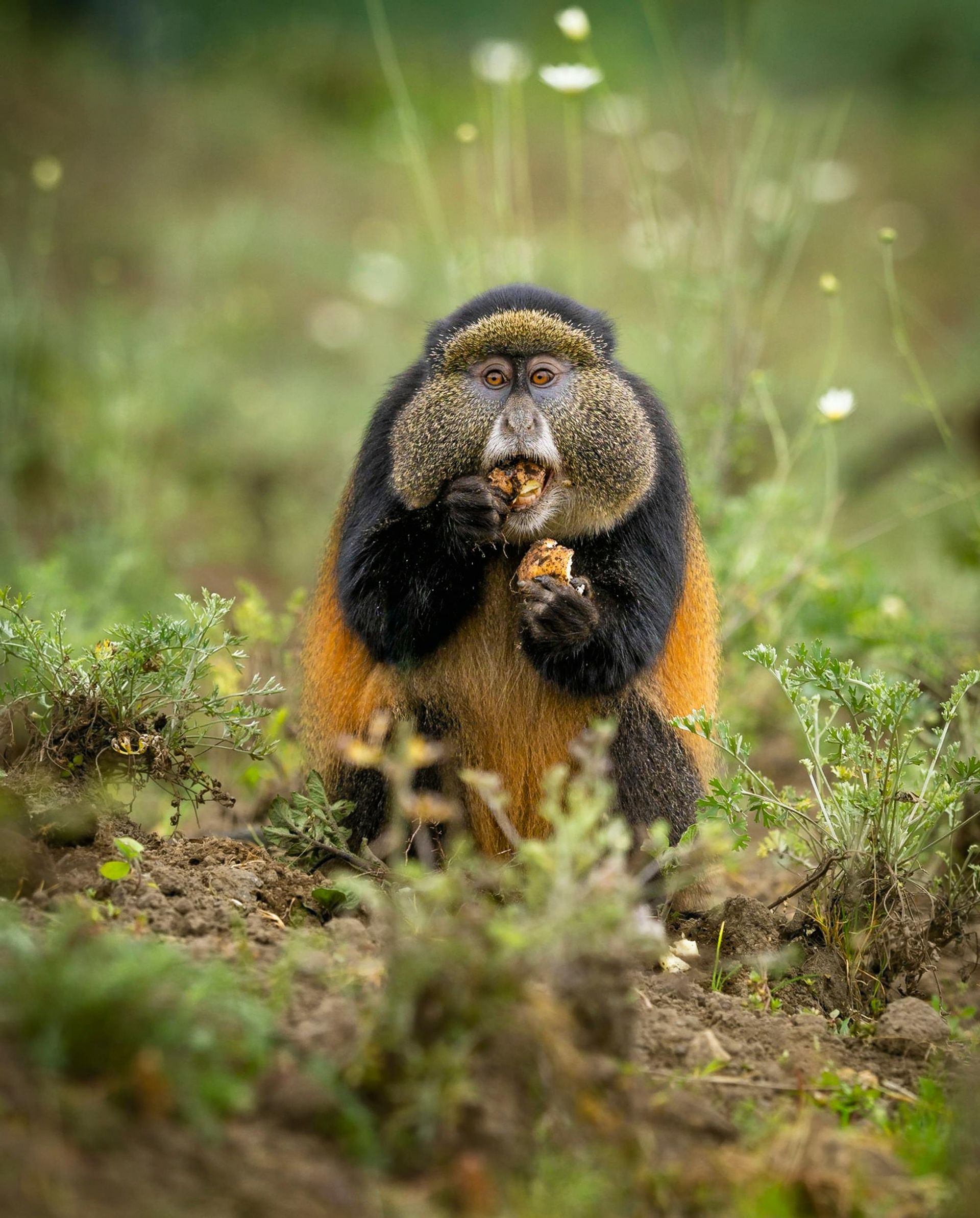 Golden Monkey in Mgahinga Gorilla National Park