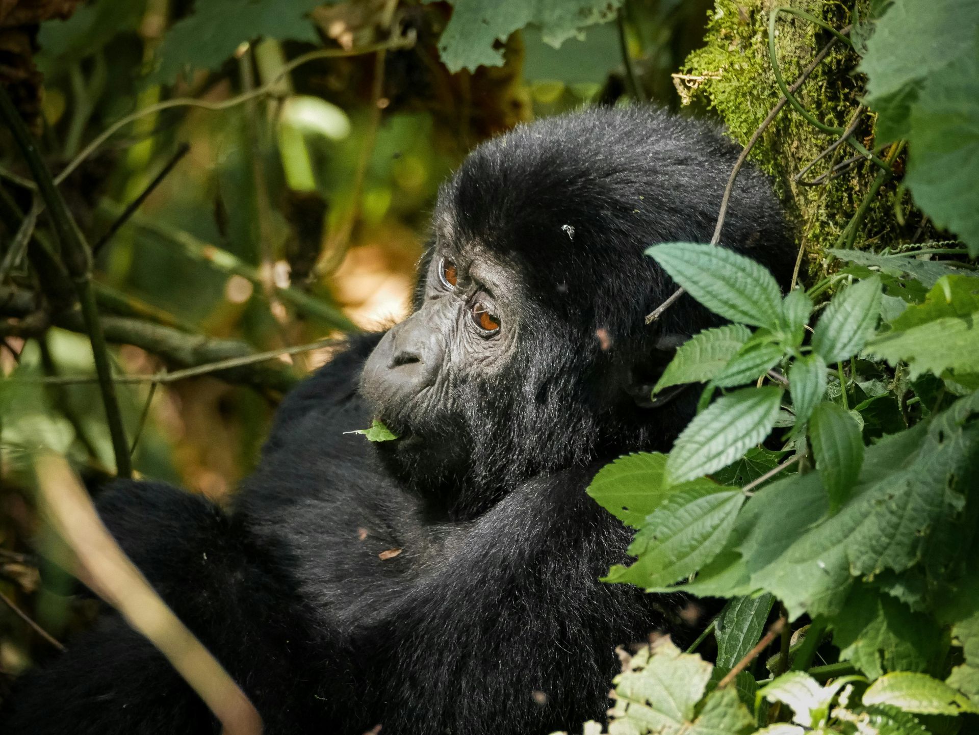 Gorilla Feeding in Volcanoes National Park