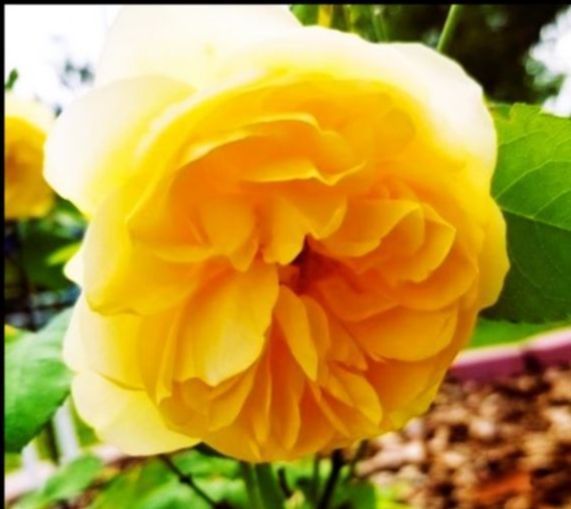 Two white roses are surrounded by green leaves