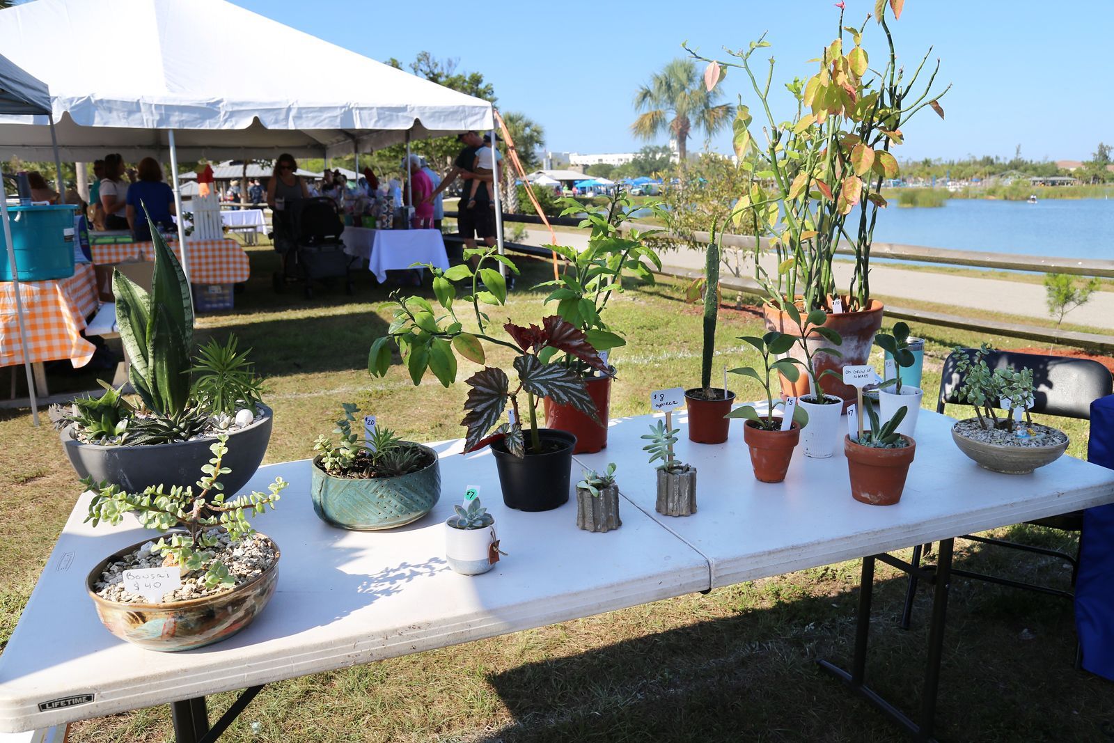 A table with lots of potted plants on it