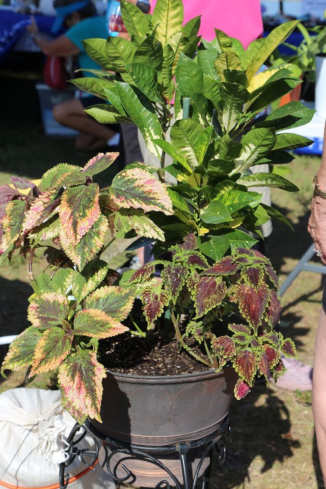 A potted plant with a lot of leaves is sitting on a stand.