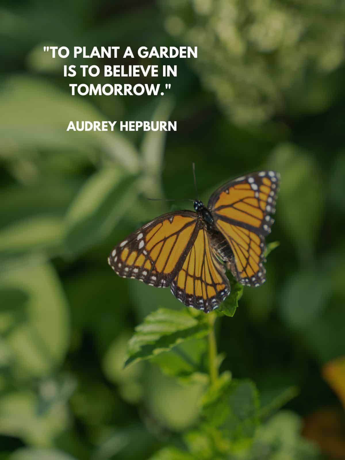 A picture of a butterfly with a quote by audrey hepburn