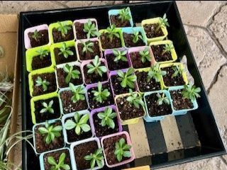 A tray filled with lots of small potted plants.