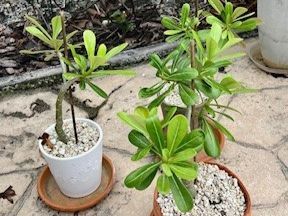 Three potted plants are sitting on a stone floor.