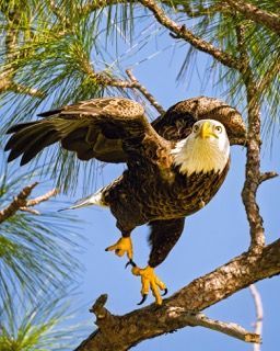 Bald eagle perched on a pine branch, yellow talons extended, blue sky background.