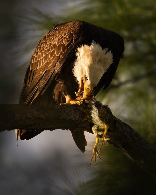 Bald eagle perched on branch, eating prey. White head, brown body, yellow talons, daylight.