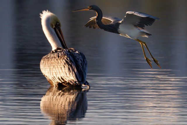 Pelican in water, reflecting the setting sun. A Tricolored Heron takes flight nearby.
