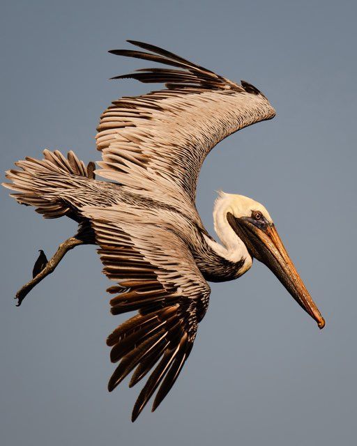 Brown pelican in flight against a pale blue sky, wings spread wide, beak pointed downward.