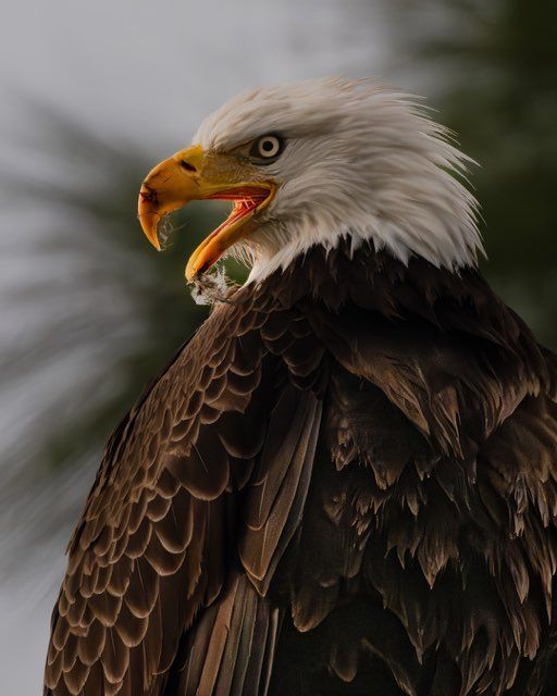 Bald eagle with white head and open beak, brown body, looking left, with blurred background.