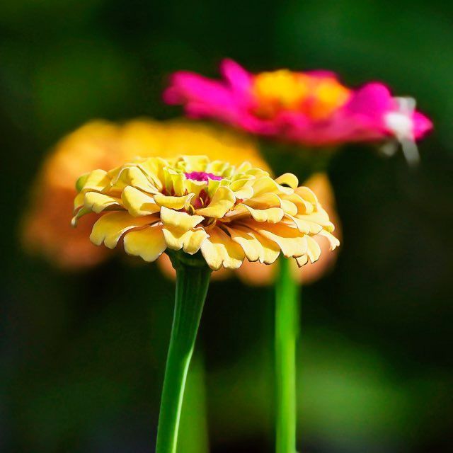 Yellow zinnia flower in focus, with a blurred pink flower and green stems in the background.