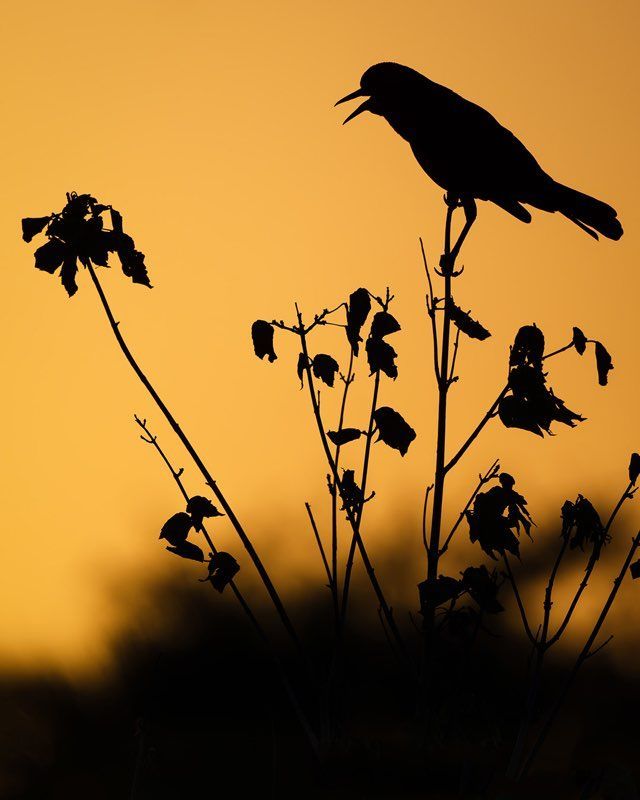 Silhouette of a bird singing atop a plant against a golden sunset.