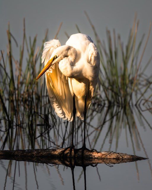White egret preening on a submerged log; water reflects the bird and reeds, sunlight.