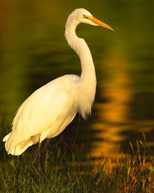 White great egret standing in grass by water.