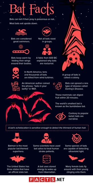 Infographic of bat facts with red graphics on a dark blue background. Includes facts like bats have poisons and are social.