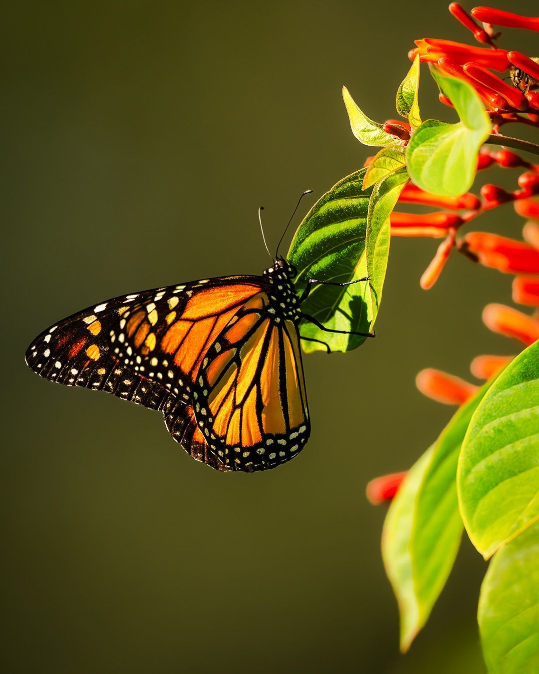 Monarch butterfly with orange and black wings on green leaf with red flowers.
